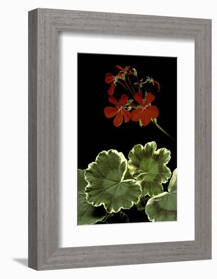 Pelargonium X Hortorum 'Dolly Vardon' (Common Geranium, Garden Geranium, Zonal Geranium)-Paul Starosta-Framed Photographic Print