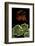 Pelargonium X Hortorum 'Dolly Vardon' (Common Geranium, Garden Geranium, Zonal Geranium)-Paul Starosta-Framed Photographic Print