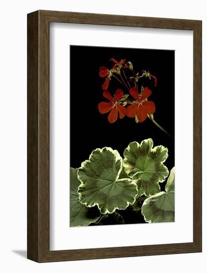 Pelargonium X Hortorum 'Dolly Vardon' (Common Geranium, Garden Geranium, Zonal Geranium)-Paul Starosta-Framed Photographic Print