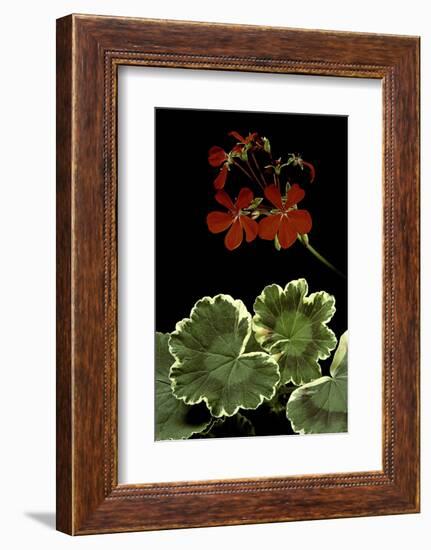 Pelargonium X Hortorum 'Dolly Vardon' (Common Geranium, Garden Geranium, Zonal Geranium)-Paul Starosta-Framed Photographic Print