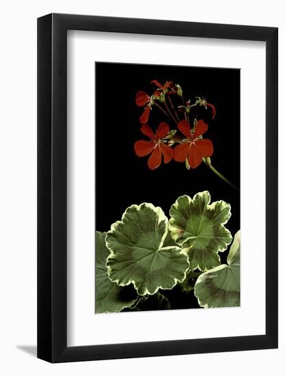 Pelargonium X Hortorum 'Dolly Vardon' (Common Geranium, Garden Geranium, Zonal Geranium)-Paul Starosta-Framed Photographic Print