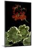 Pelargonium X Hortorum 'Dolly Vardon' (Common Geranium, Garden Geranium, Zonal Geranium)-Paul Starosta-Mounted Photographic Print