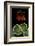 Pelargonium X Hortorum 'Dolly Vardon' (Common Geranium, Garden Geranium, Zonal Geranium)-Paul Starosta-Framed Photographic Print