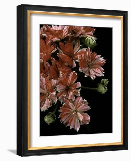 Pelargonium X Hortorum 'Etoile Rambler' (Common Geranium, Garden Geranium, Zonal Geranium)-Paul Starosta-Framed Photographic Print