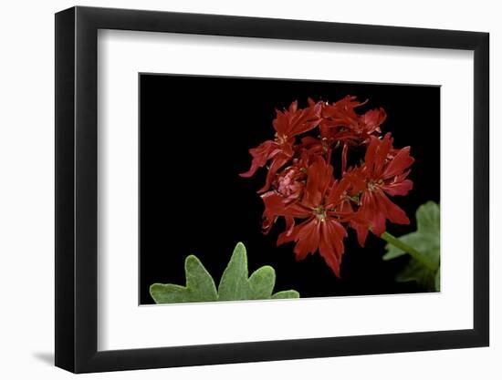 Pelargonium X Hortorum 'Fandango' (Common Geranium, Garden Geranium, Zonal Geranium)-Paul Starosta-Framed Photographic Print