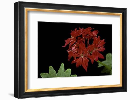 Pelargonium X Hortorum 'Fandango' (Common Geranium, Garden Geranium, Zonal Geranium)-Paul Starosta-Framed Photographic Print