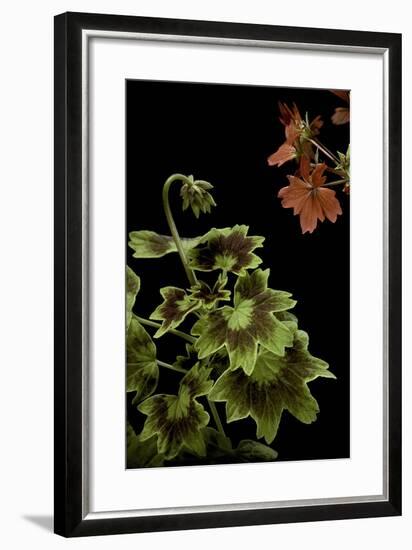 Pelargonium X Hortorum 'Golden Ears' (Common Geranium, Garden Geranium, Zonal Geranium)-Paul Starosta-Framed Photographic Print