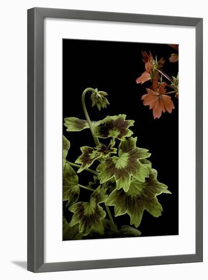 Pelargonium X Hortorum 'Golden Ears' (Common Geranium, Garden Geranium, Zonal Geranium)-Paul Starosta-Framed Photographic Print