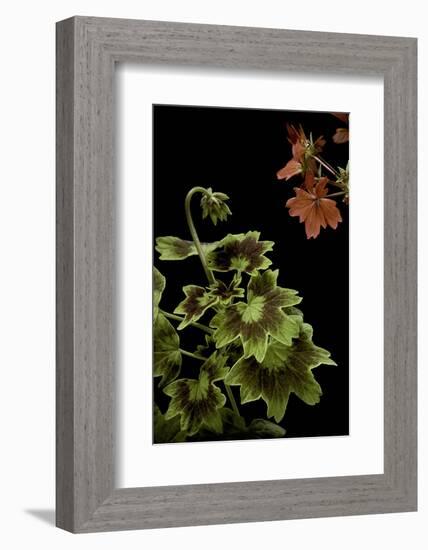 Pelargonium X Hortorum 'Golden Ears' (Common Geranium, Garden Geranium, Zonal Geranium)-Paul Starosta-Framed Photographic Print