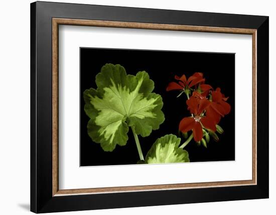 Pelargonium X Hortorum 'Happy Thought' (Common Geranium, Garden Geranium, Zonal Geranium)-Paul Starosta-Framed Photographic Print