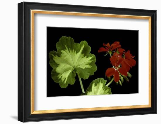 Pelargonium X Hortorum 'Happy Thought' (Common Geranium, Garden Geranium, Zonal Geranium)-Paul Starosta-Framed Photographic Print