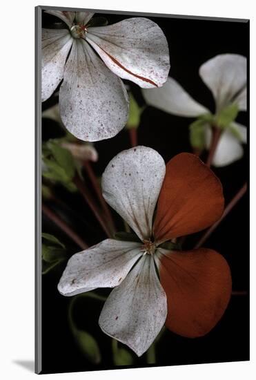 Pelargonium X Hortorum 'Milden' (Common Geranium, Garden Geranium, Zonal Geranium)-Paul Starosta-Mounted Photographic Print