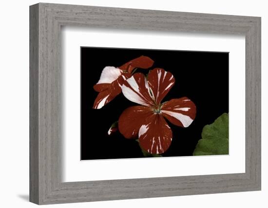 Pelargonium X Hortorum 'New Life' (Common Geranium, Garden Geranium, Zonal Geranium)-Paul Starosta-Framed Photographic Print