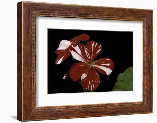 Pelargonium X Hortorum 'New Life' (Common Geranium, Garden Geranium, Zonal Geranium)-Paul Starosta-Framed Photographic Print