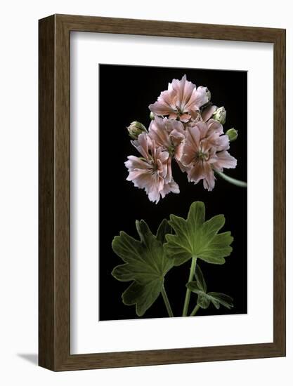 Pelargonium X Hortorum 'Orange Pixie' (Common Geranium, Garden Geranium, Zonal Geranium)-Paul Starosta-Framed Photographic Print