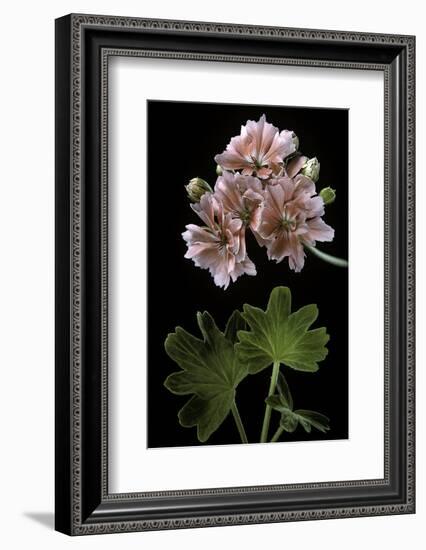 Pelargonium X Hortorum 'Orange Pixie' (Common Geranium, Garden Geranium, Zonal Geranium)-Paul Starosta-Framed Photographic Print