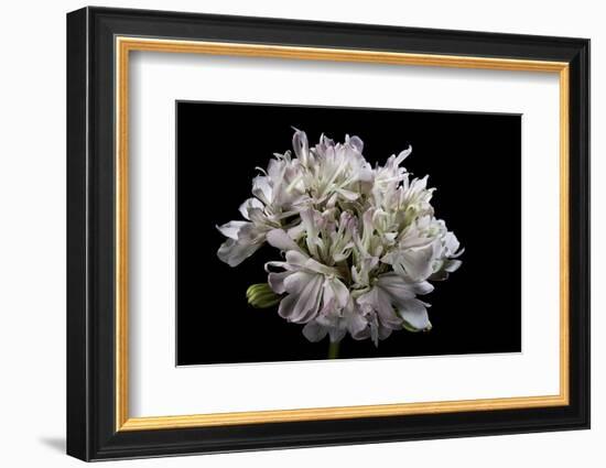 Pelargonium X Hortorum 'Pagoda' (Common Geranium, Garden Geranium, Zonal Geranium)-Paul Starosta-Framed Photographic Print