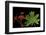 Pelargonium X Hortorum 'Red Startel' (Common Geranium, Garden Geranium, Zonal Geranium)-Paul Starosta-Framed Photographic Print