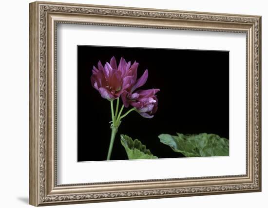 Pelargonium X Hortorum 'Star of Persia' (Common Geranium, Garden Geranium, Zonal Geranium)-Paul Starosta-Framed Photographic Print