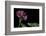 Pelargonium X Hortorum 'Star of Persia' (Common Geranium, Garden Geranium, Zonal Geranium)-Paul Starosta-Framed Photographic Print