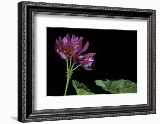 Pelargonium X Hortorum 'Star of Persia' (Common Geranium, Garden Geranium, Zonal Geranium)-Paul Starosta-Framed Photographic Print