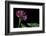 Pelargonium X Hortorum 'Star of Persia' (Common Geranium, Garden Geranium, Zonal Geranium)-Paul Starosta-Framed Photographic Print