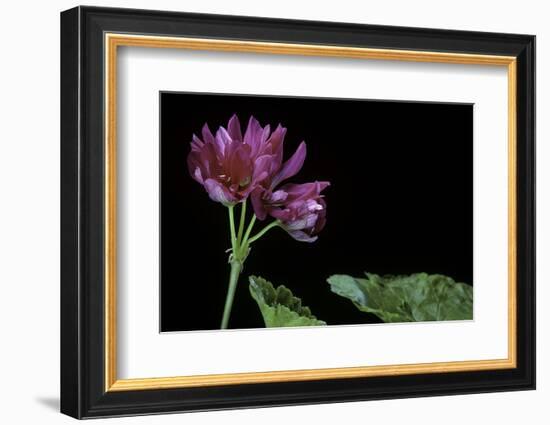 Pelargonium X Hortorum 'Star of Persia' (Common Geranium, Garden Geranium, Zonal Geranium)-Paul Starosta-Framed Photographic Print