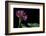 Pelargonium X Hortorum 'Star of Persia' (Common Geranium, Garden Geranium, Zonal Geranium)-Paul Starosta-Framed Photographic Print