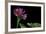 Pelargonium X Hortorum 'Star of Persia' (Common Geranium, Garden Geranium, Zonal Geranium)-Paul Starosta-Framed Photographic Print