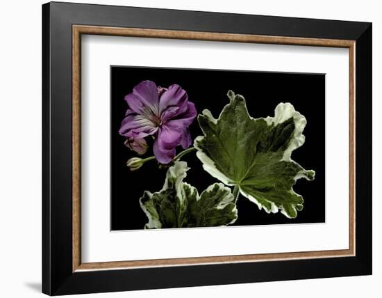 Pelargonium X Hortorum 'York Florist' (Common Geranium, Garden Geranium, Zonal Geranium)-Paul Starosta-Framed Photographic Print