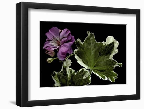 Pelargonium X Hortorum 'York Florist' (Common Geranium, Garden Geranium, Zonal Geranium)-Paul Starosta-Framed Photographic Print