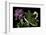 Pelargonium X Hortorum 'York Florist' (Common Geranium, Garden Geranium, Zonal Geranium)-Paul Starosta-Framed Photographic Print