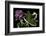 Pelargonium X Hortorum 'York Florist' (Common Geranium, Garden Geranium, Zonal Geranium)-Paul Starosta-Framed Photographic Print