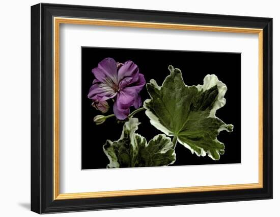 Pelargonium X Hortorum 'York Florist' (Common Geranium, Garden Geranium, Zonal Geranium)-Paul Starosta-Framed Photographic Print