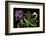 Pelargonium X Hortorum 'York Florist' (Common Geranium, Garden Geranium, Zonal Geranium)-Paul Starosta-Framed Photographic Print