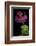 Pelargonium X Unique 'Jessels Unique' (Unique Geranium)-Paul Starosta-Framed Photographic Print