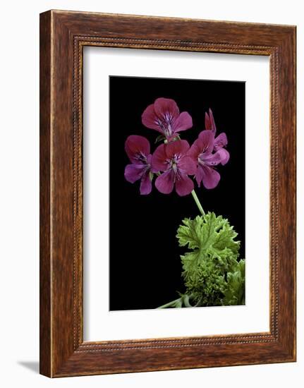 Pelargonium X Unique 'Jessels Unique' (Unique Geranium)-Paul Starosta-Framed Photographic Print