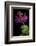 Pelargonium X Unique 'Jessels Unique' (Unique Geranium)-Paul Starosta-Framed Photographic Print