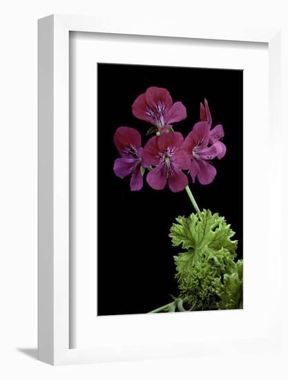 Pelargonium X Unique 'Jessels Unique' (Unique Geranium)-Paul Starosta-Framed Photographic Print