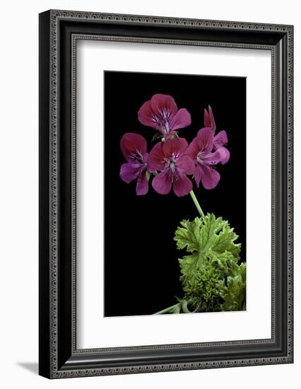 Pelargonium X Unique 'Jessels Unique' (Unique Geranium)-Paul Starosta-Framed Photographic Print