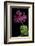 Pelargonium X Unique 'Jessels Unique' (Unique Geranium)-Paul Starosta-Framed Photographic Print