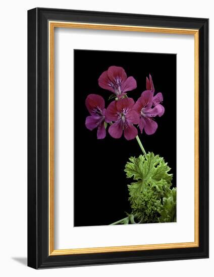 Pelargonium X Unique 'Jessels Unique' (Unique Geranium)-Paul Starosta-Framed Photographic Print