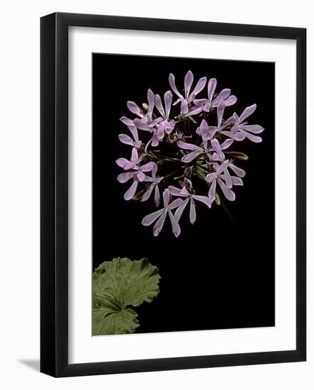 Pelargonium Zonale (Horseshoe Geranium, Horseshoe Stork's-Bill)-Paul Starosta-Framed Photographic Print