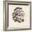 Pelargonium-Jo Starkey-Framed Giclee Print