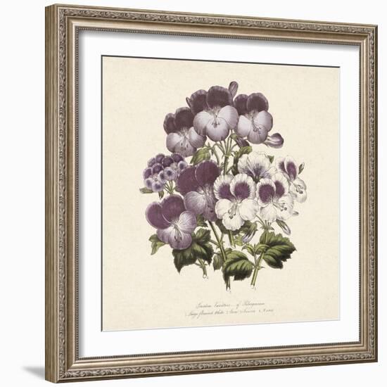 Pelargonium-Jo Starkey-Framed Giclee Print