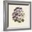 Pelargonium-Jo Starkey-Framed Giclee Print