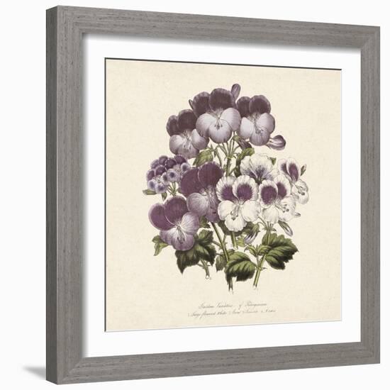 Pelargonium-Jo Starkey-Framed Giclee Print