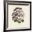 Pelargonium-Jo Starkey-Framed Giclee Print