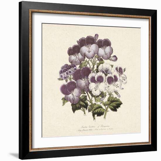 Pelargonium-Jo Starkey-Framed Giclee Print