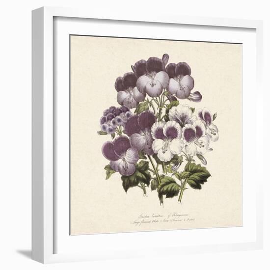 Pelargonium-Jo Starkey-Framed Giclee Print